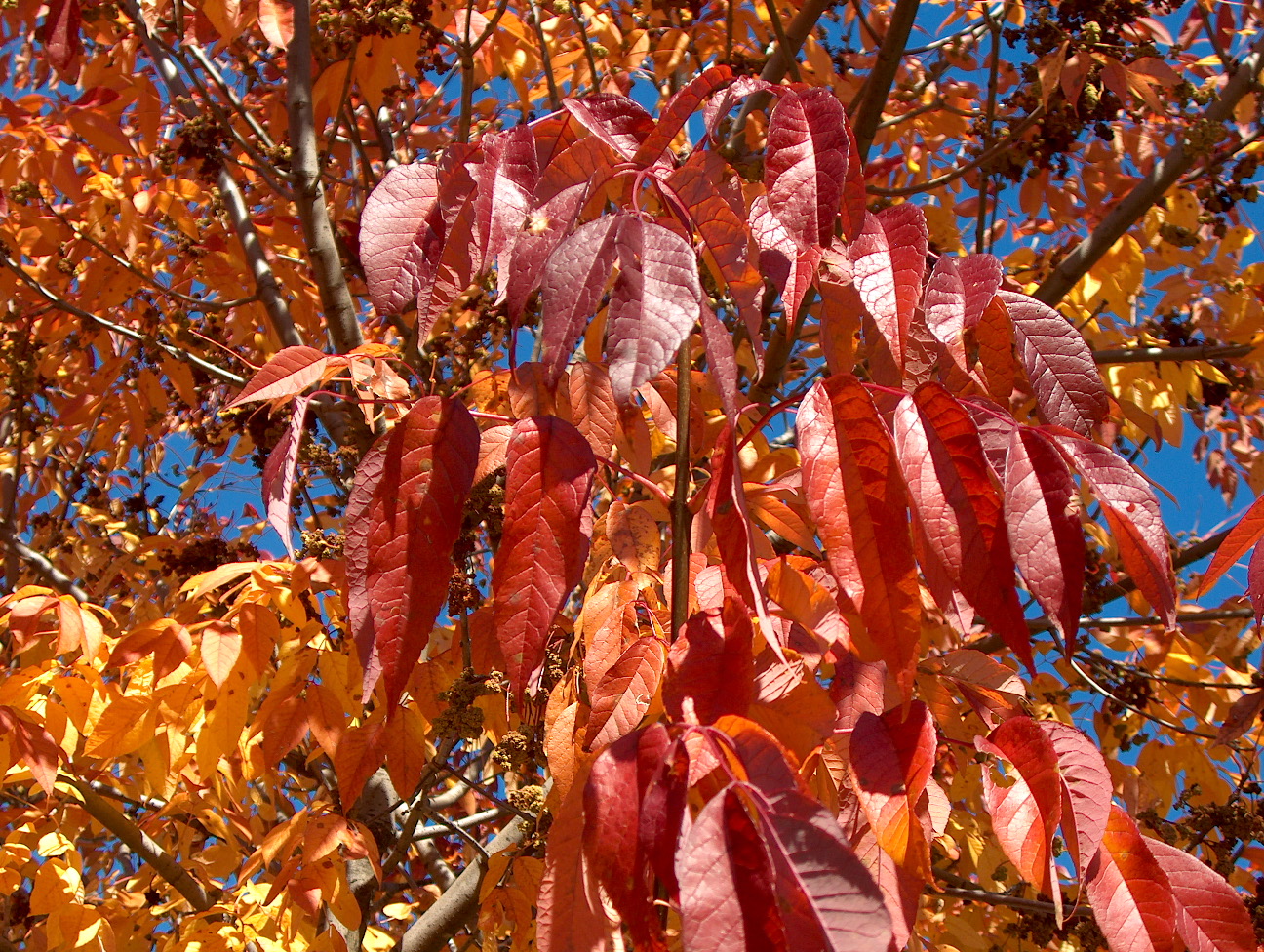 Fraxinus americana 'Purple Ash'   / Fraxinus americana 'Purple Ash'  