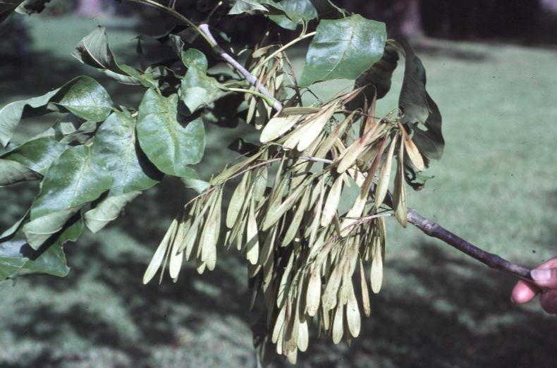 Fraxinus pennsylvanica  / Green Ash