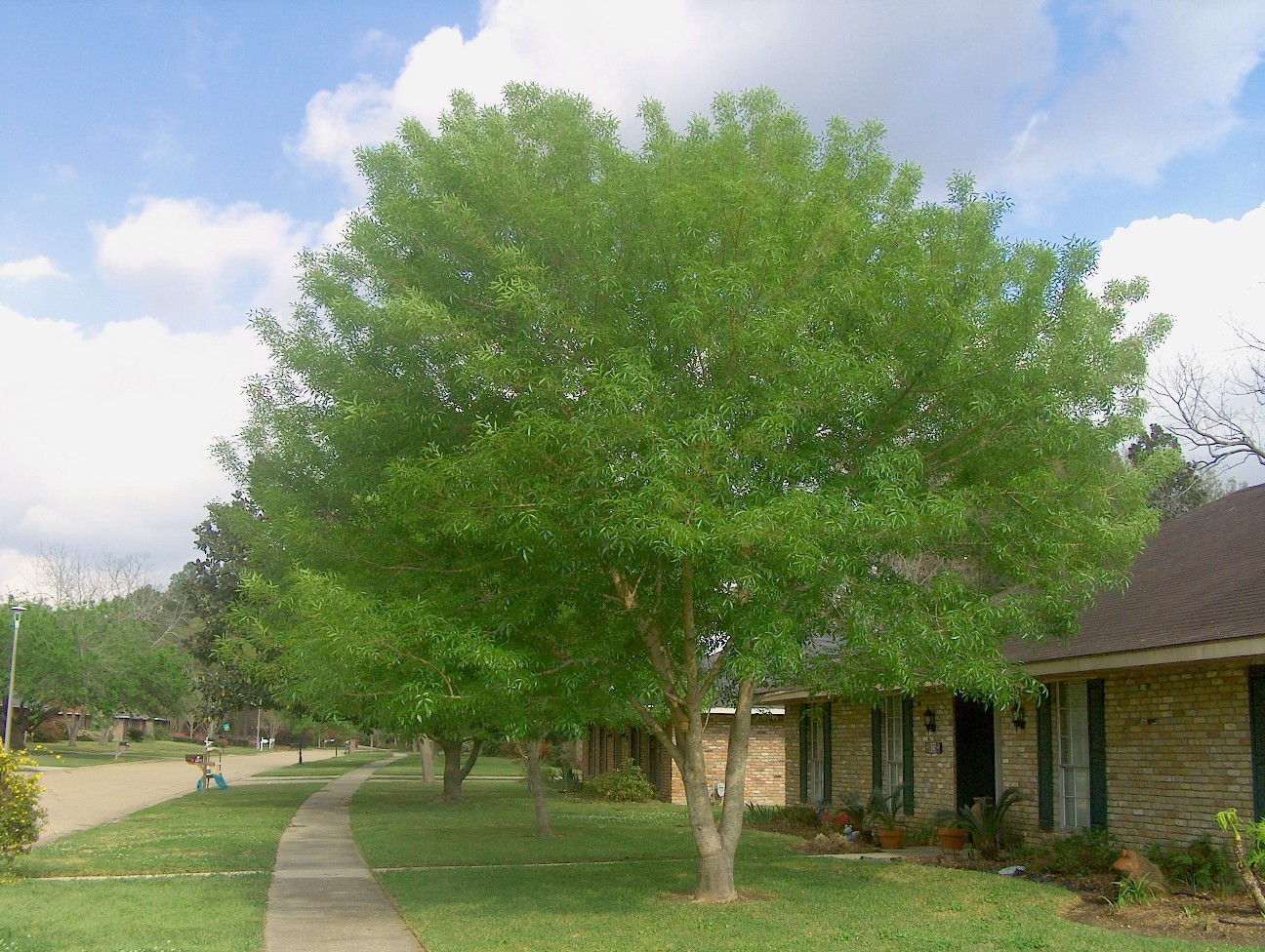 Fraxinus velutina / Arizona Ash