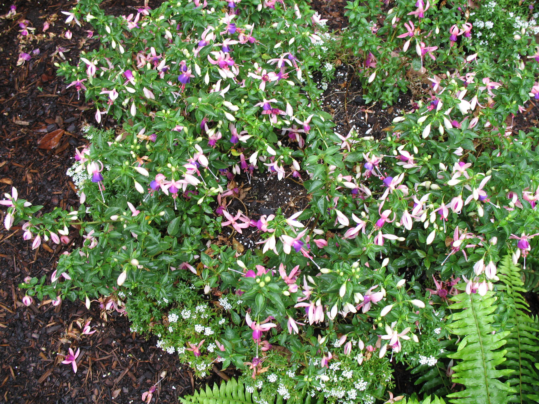 Fuchsia 'Shadow Dancer Violette'   / Fuchsia Shadow Dancer 'Violette'