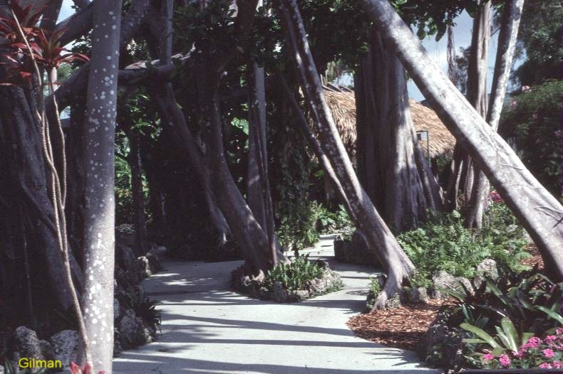 Ficus altissima / Council Tree