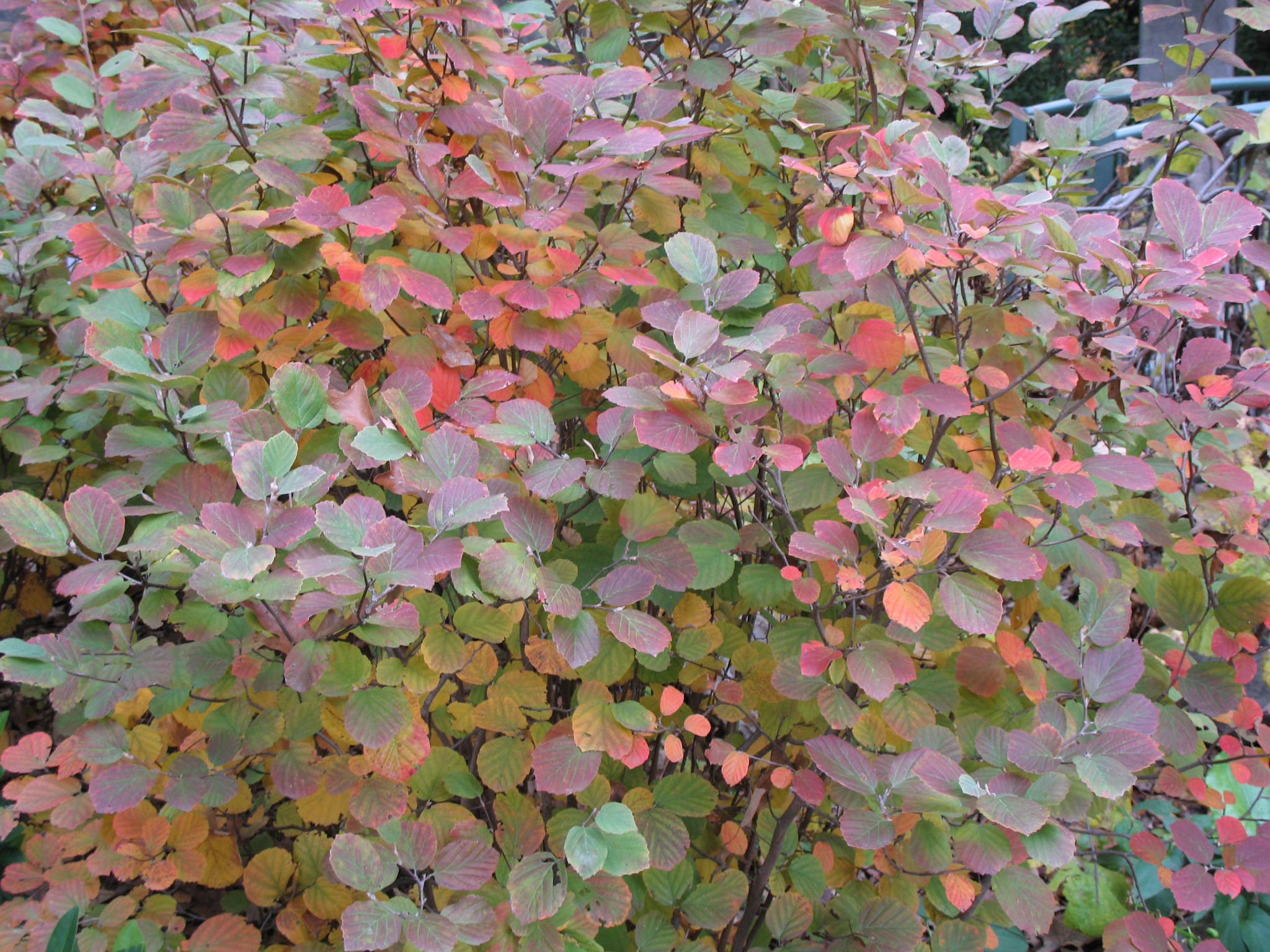 Fothergilla gardenii 'Mount Airy'  / Fothergilla gardenii 'Mount Airy' 