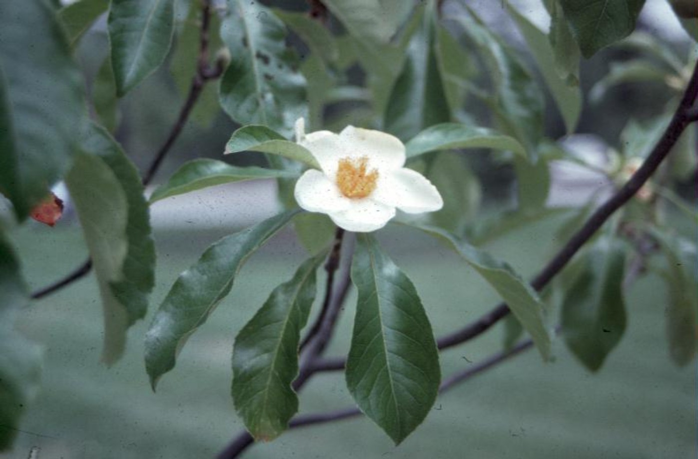 Franklinia alatamaha / Franklinia alatamaha