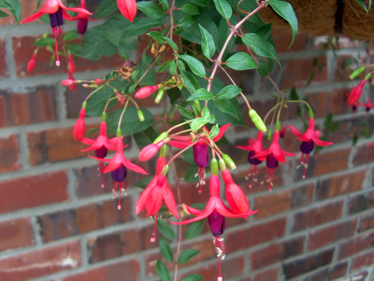 Fuchsia 'Angel Earrings' var.dainty   / Fuchsia 'Angel Earrings' var.dainty  