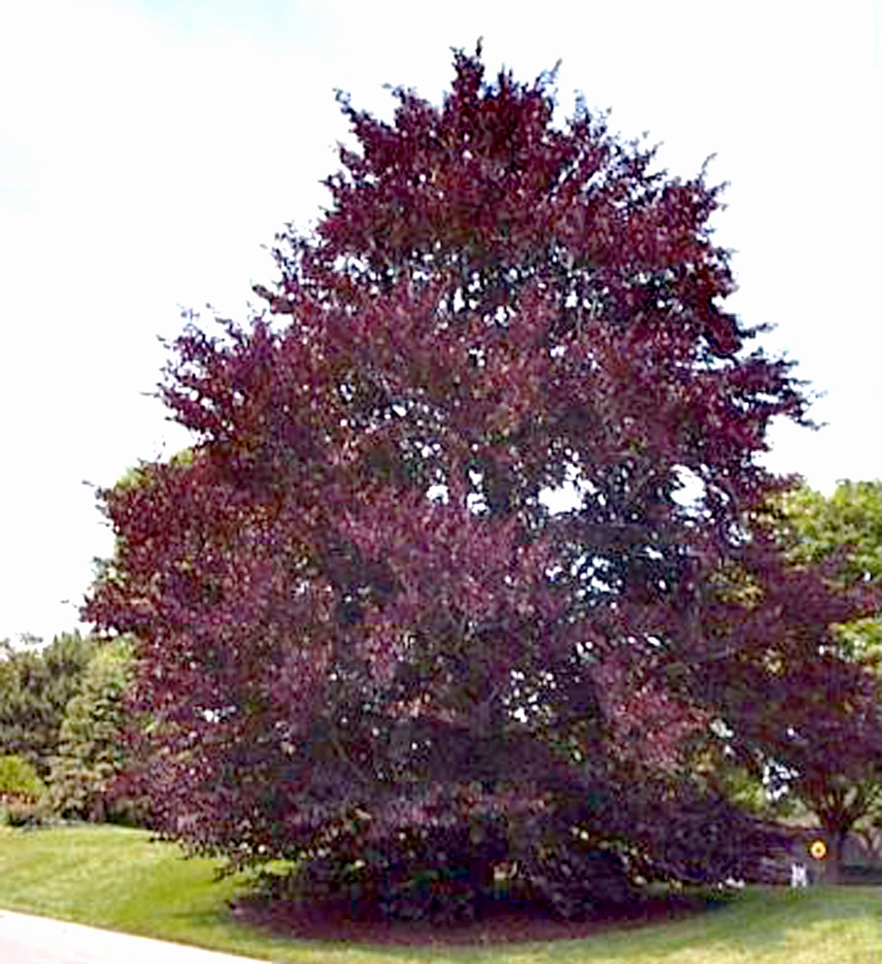 Fagus sylvatica 'Purpurea'  / Copper Beech