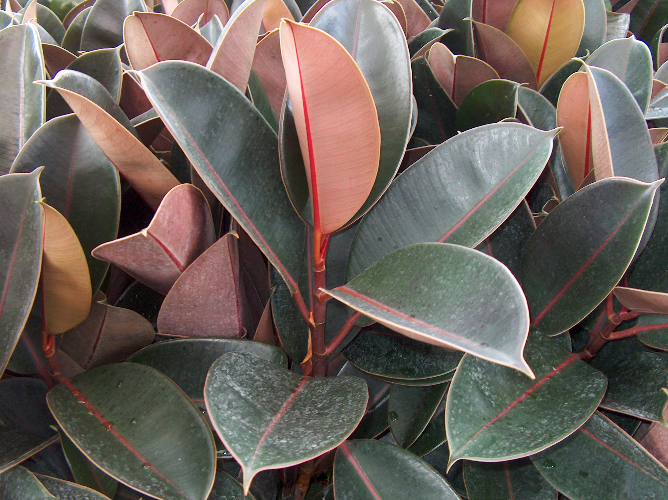 Ficus elastica 'Burgundy'    / Ficus elastica 'Burgundy'   