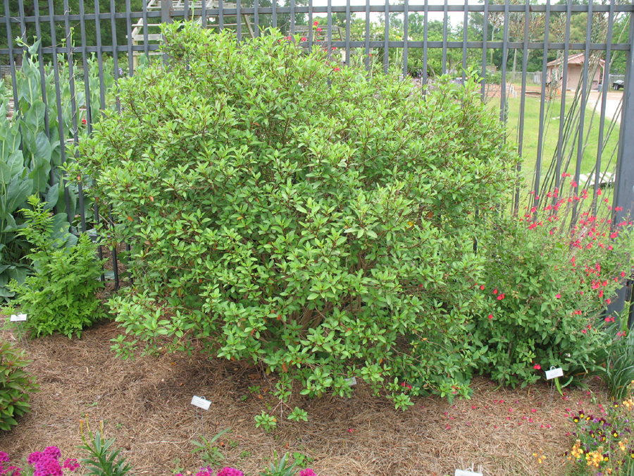Galphimia glauca  / Galphimia glauca 