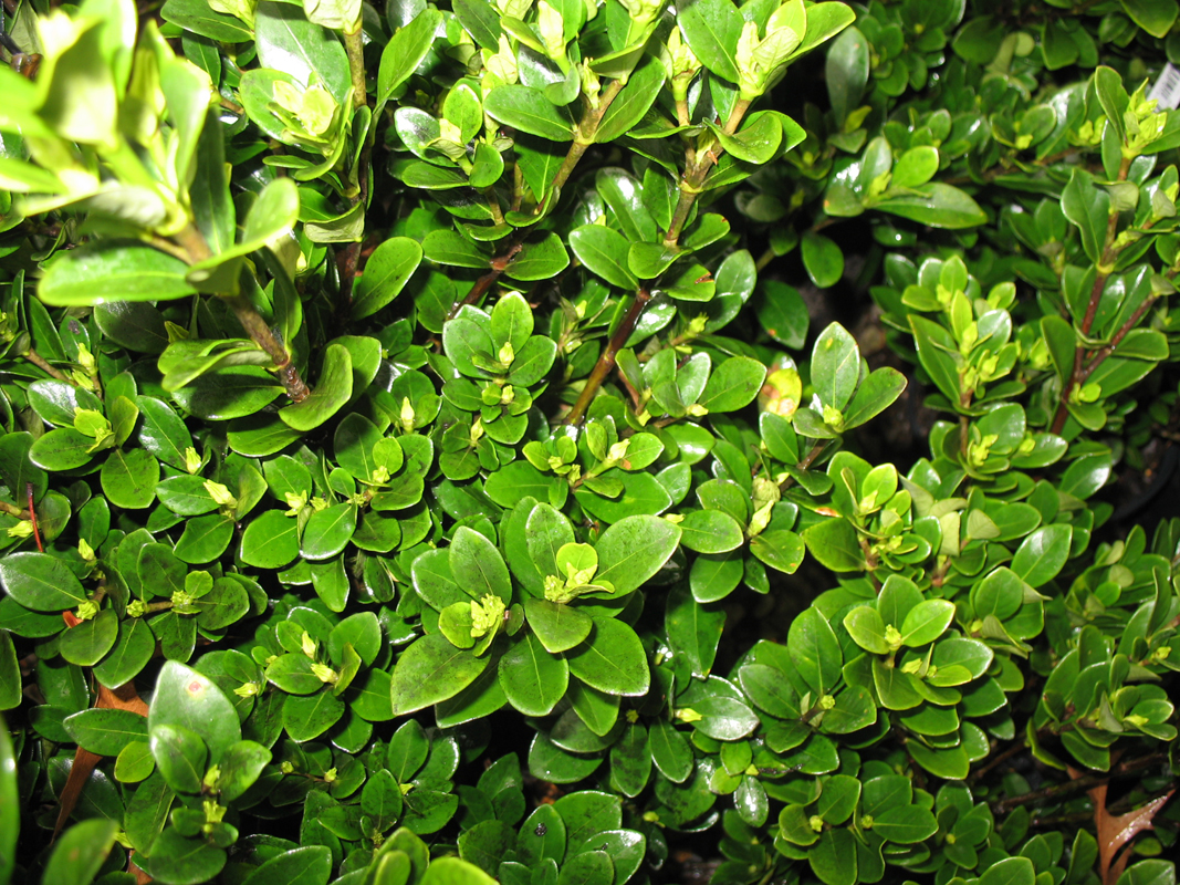 Gardenia jasminoides 'Daisy'  / Gardenia jasminoides 'Daisy' 