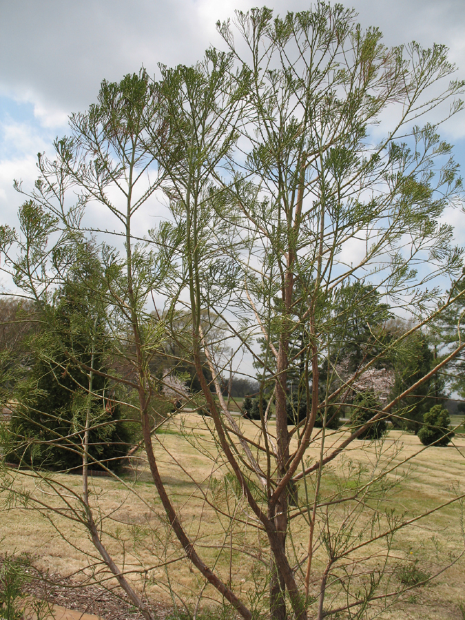 Glyptostrobus pensilis  / Water Pine