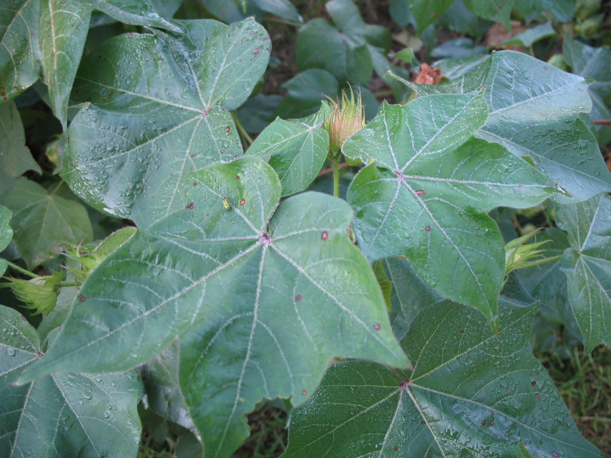 Gossypium hirsutum / Upland Cotton