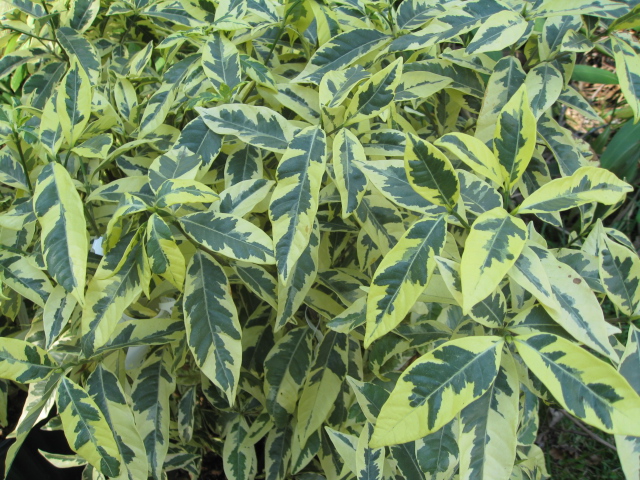 Gardenia jasminoides 'Variegata'. / Gardenia jasminoides 'Variegata'.