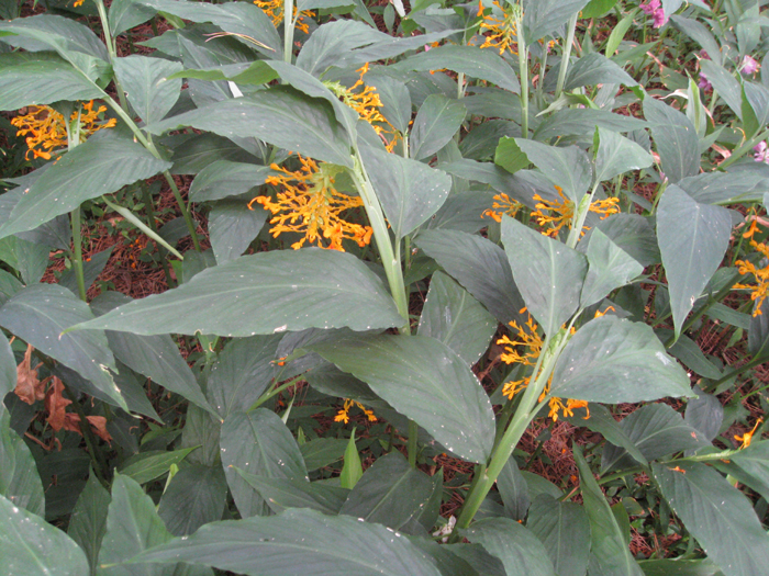 Globba schomburgkii   / Dancing Girl Ginger