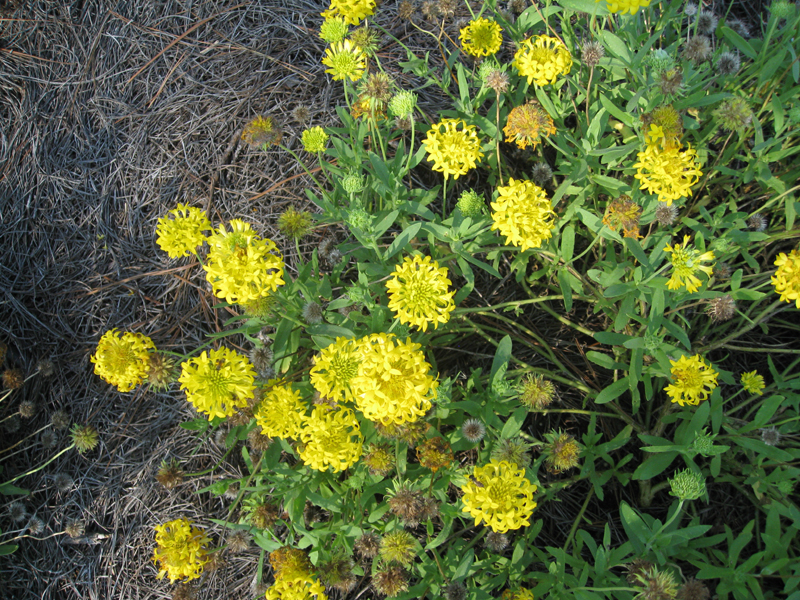 Gaillardia pulchella 'Torch Yellow' / Torch Yellow Blanket Flower