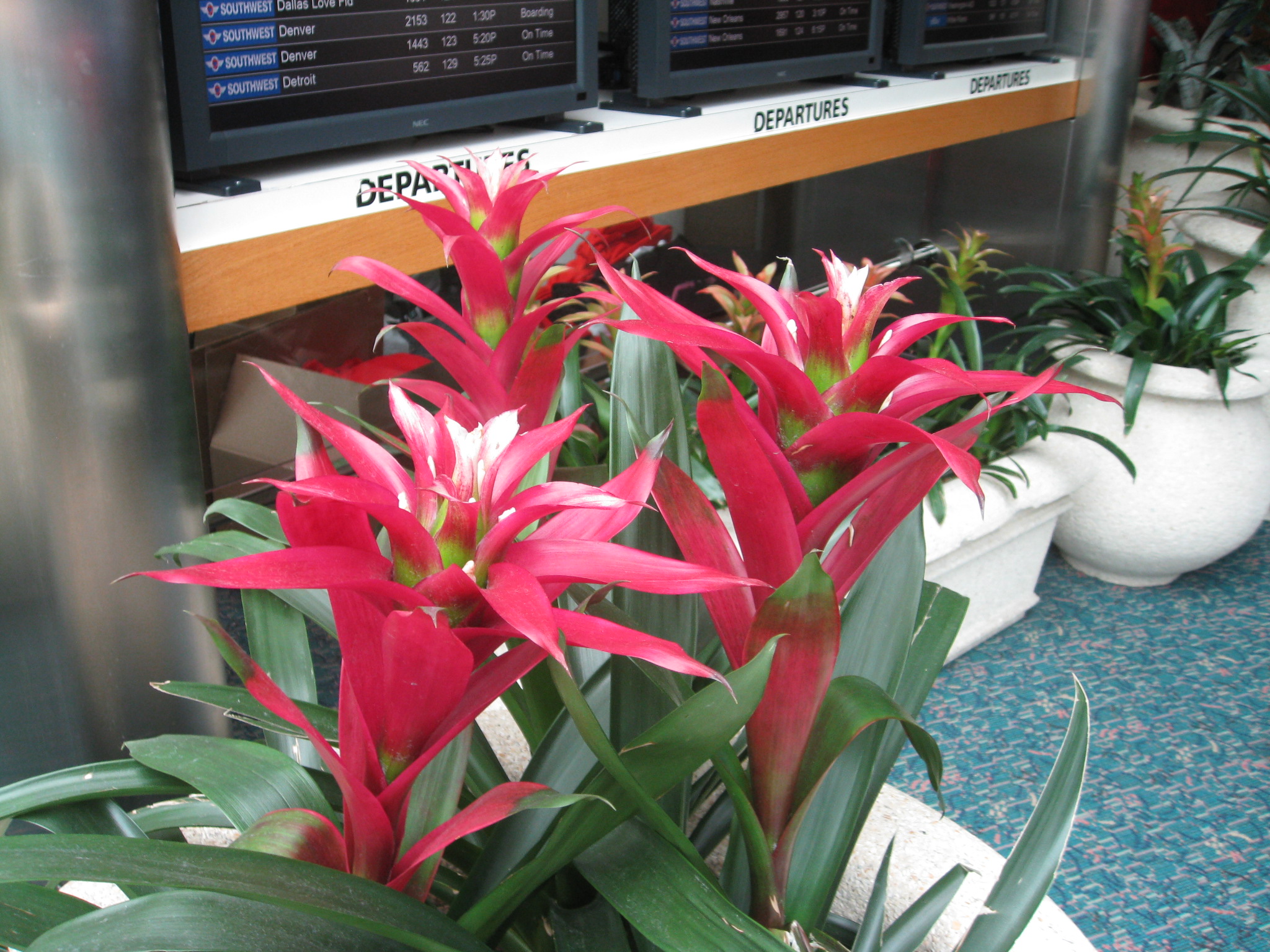 Guzmania hybrid / Hybrid Guzmania Bromeliad