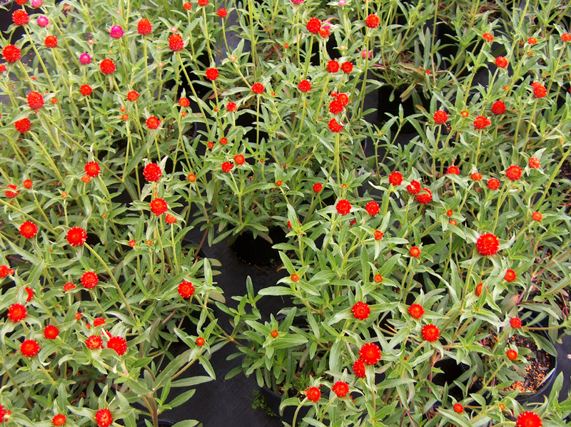 Gomphrena haageana 'Strawberry Fields'   / Gomphrena haageana 'Strawberry Fields'  