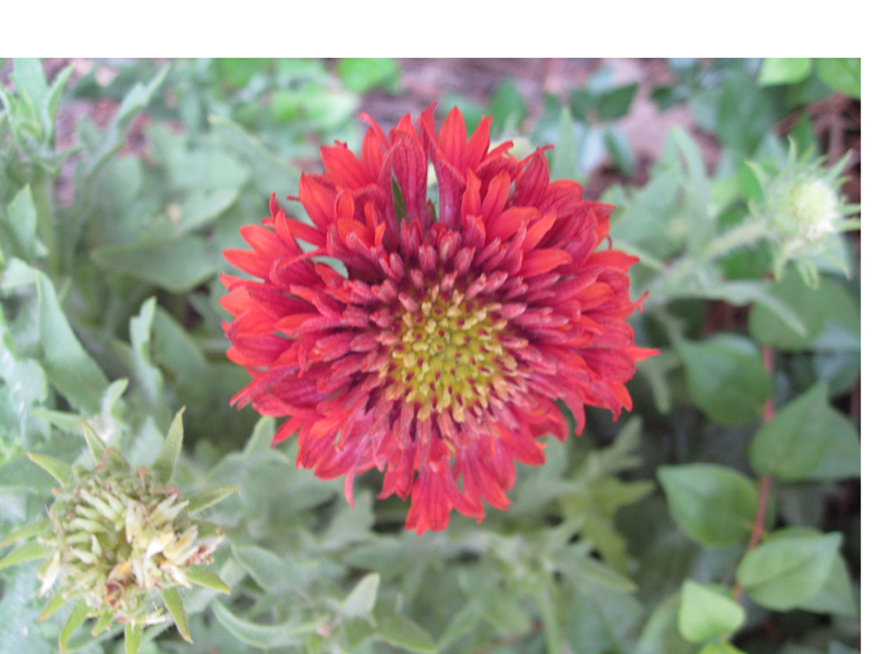 Gaillardia pulchellia 'Red Plume' / Red Plume Gaillardia