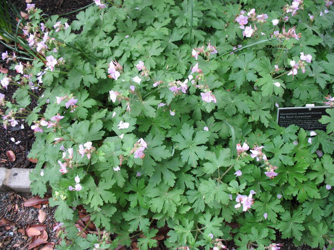 Geranium macrorrhizum   / Geranium macrorrhizum  