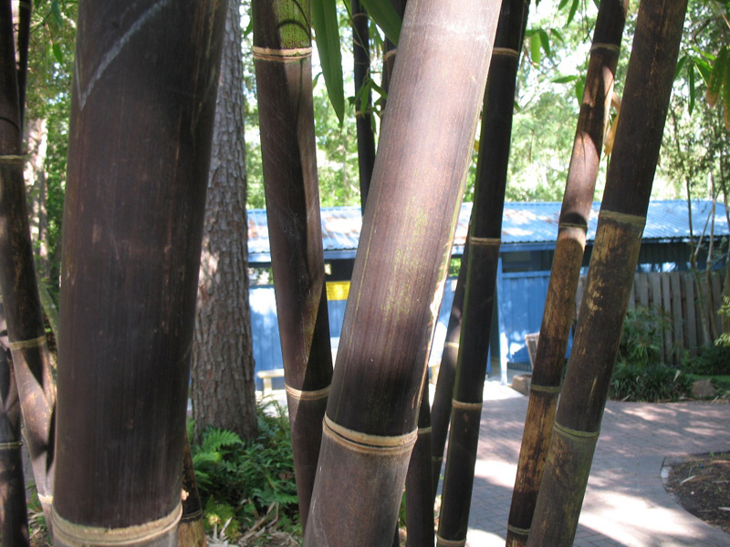 Gigantochloa atroviolacea / Java Black Bamboo
