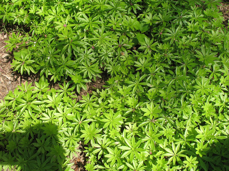 Galium odoratum   / Sweet Woodruff