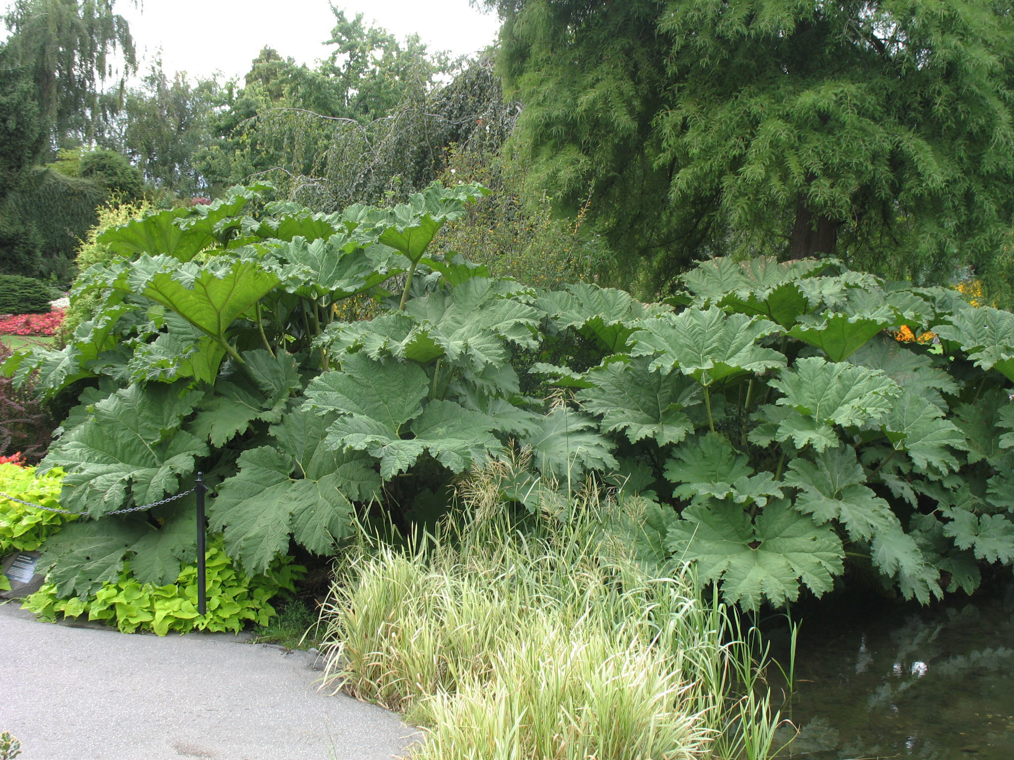 Gunnera tinctoria   / Giant Rhubarb, Chilean Rhubarb