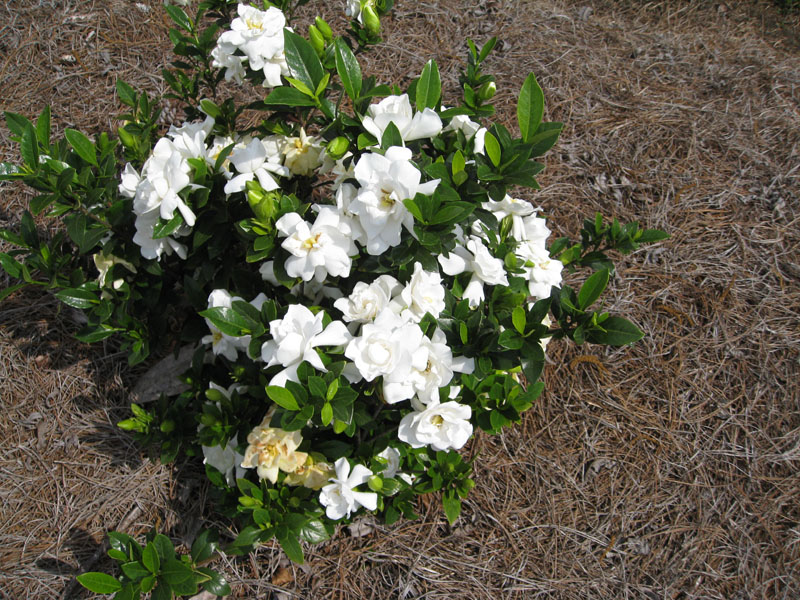 Gardenia jasminoides Jubilation / Gardenia jasminoides Jubilation