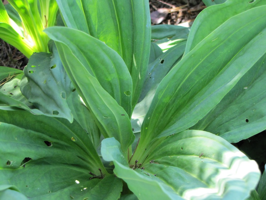 Gentiana lutea / Gentiana lutea