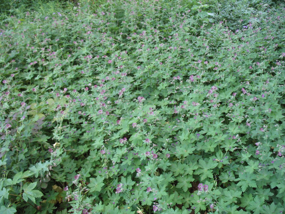 Geranium phaeum var. lividum  / Dusky Crane's-bill