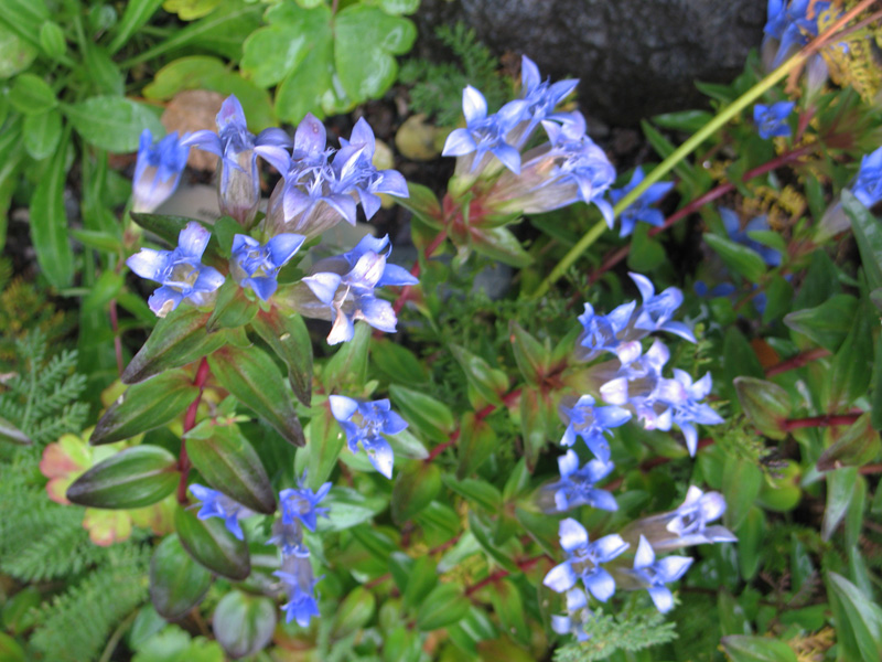 Gentiana septemfida / Crested Gentian