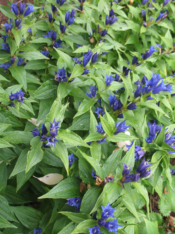 Gentian asclepiadea    / Gentian asclepiadea   