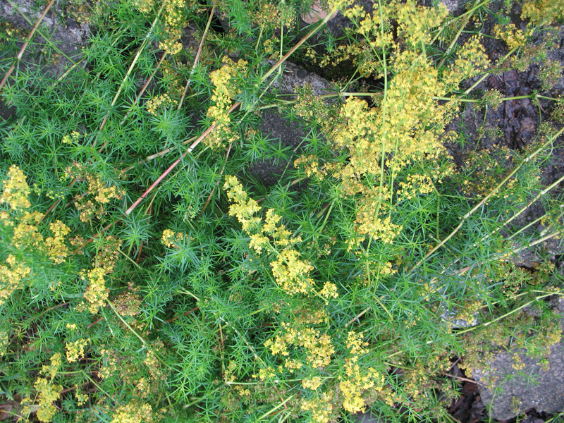 Galium verum / Lady's Bedstraw, Yellow Bedstraw