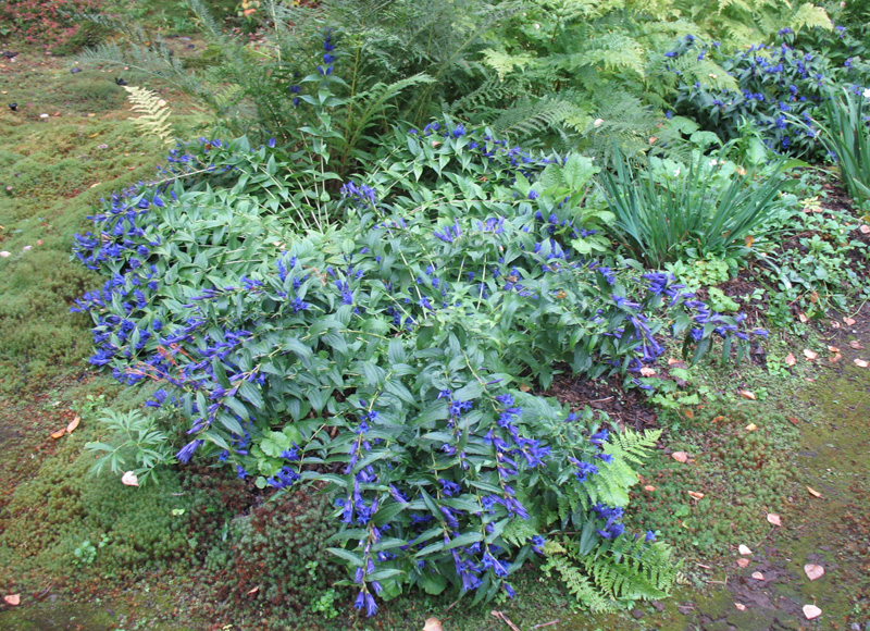 Gentiana asclepiadea  / Gentiana asclepiadea 