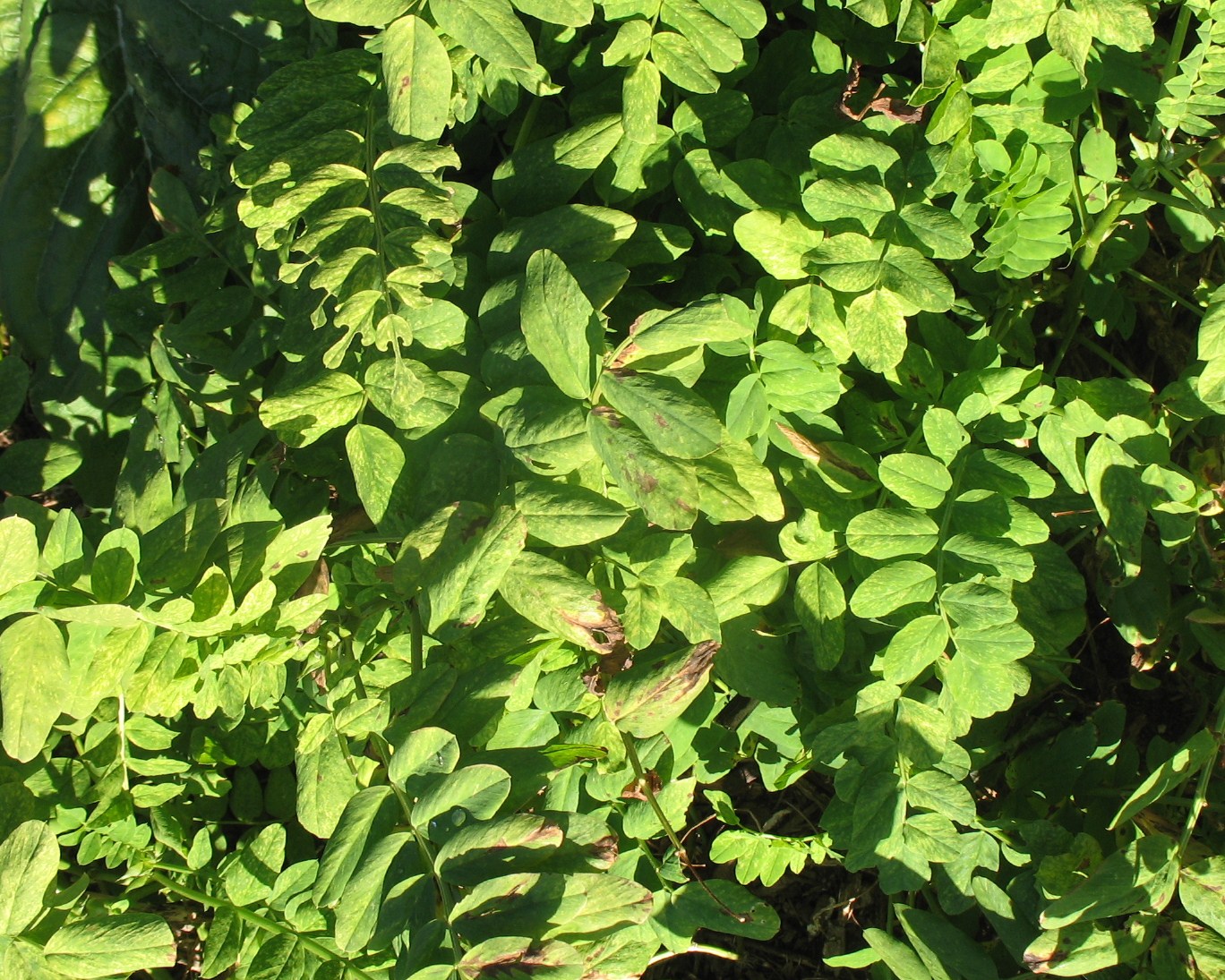 Galega officinalis 'Lady Wilson' / Galega officinalis 'Lady Wilson'