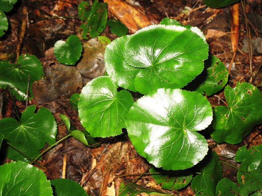 Galax urceolata / Galax