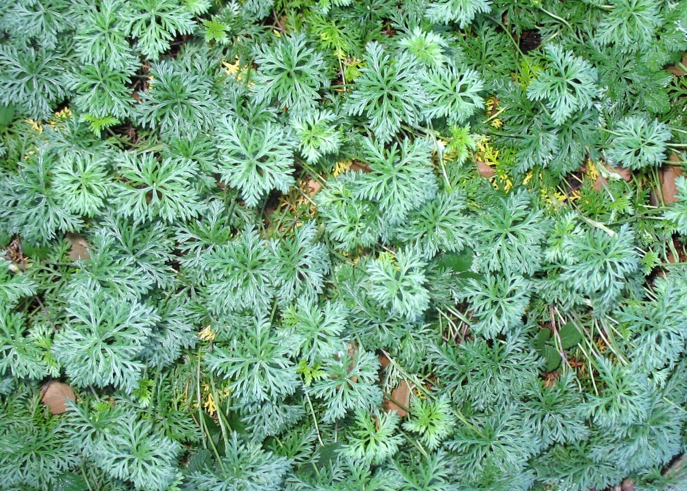 Geranium cinereum var. subcaulescens  / Geranium cinereum var. subcaulescens 