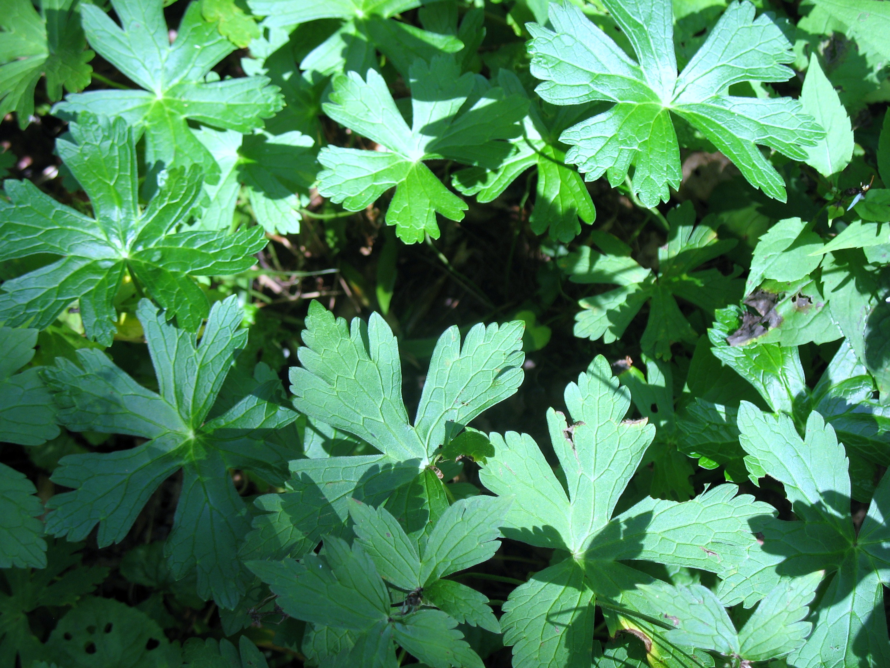 Geranium maculatum / Geranium maculatum