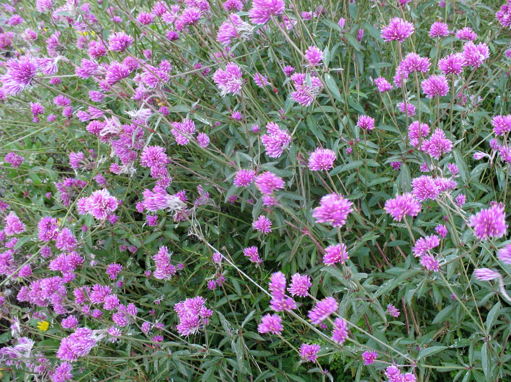 Gomphrena 'Fireworks' / Gomphrena, Globe Amaranth