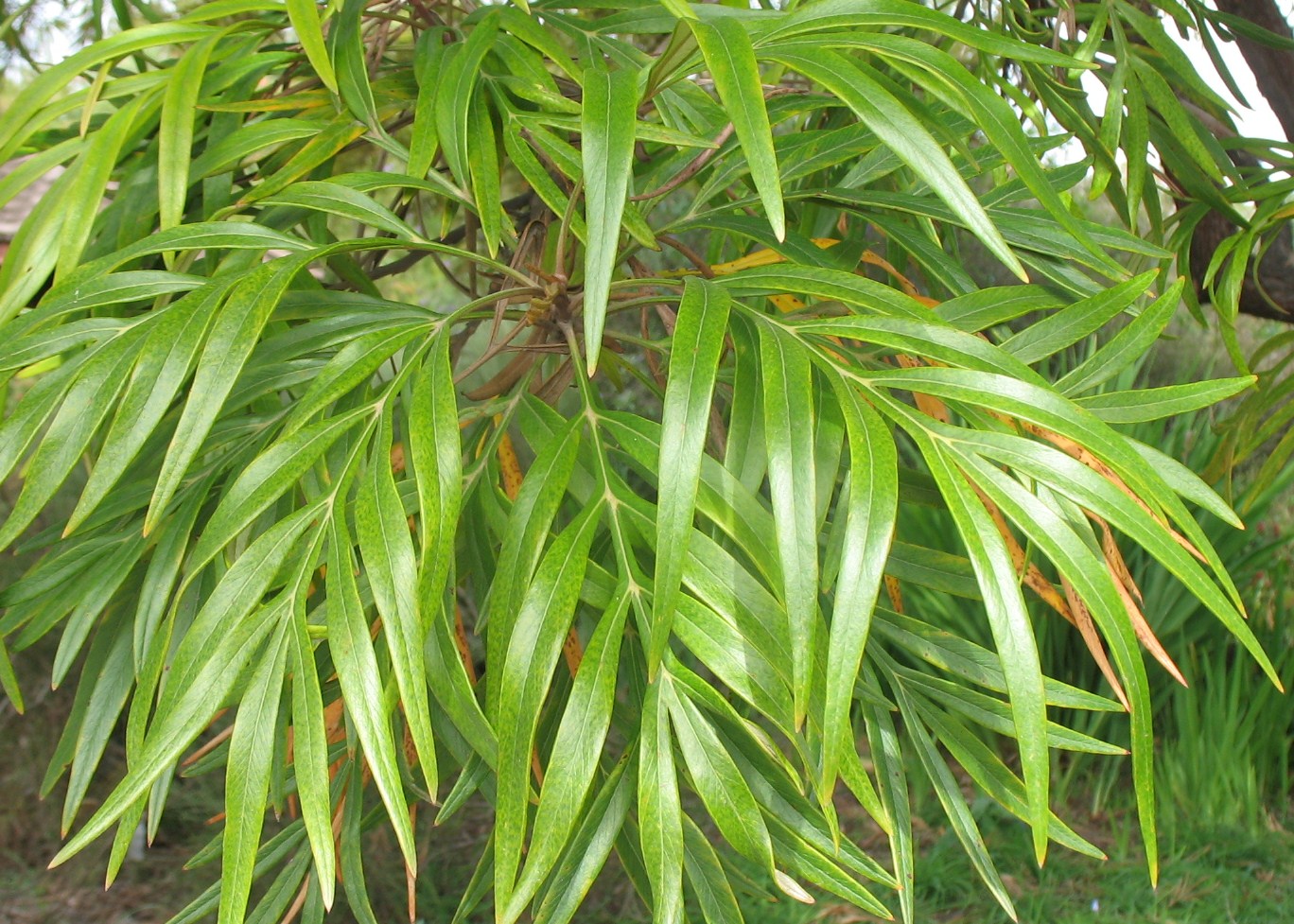 Grevillea banksii / Spider Flower, Red Silky Oak, Kahili Flower