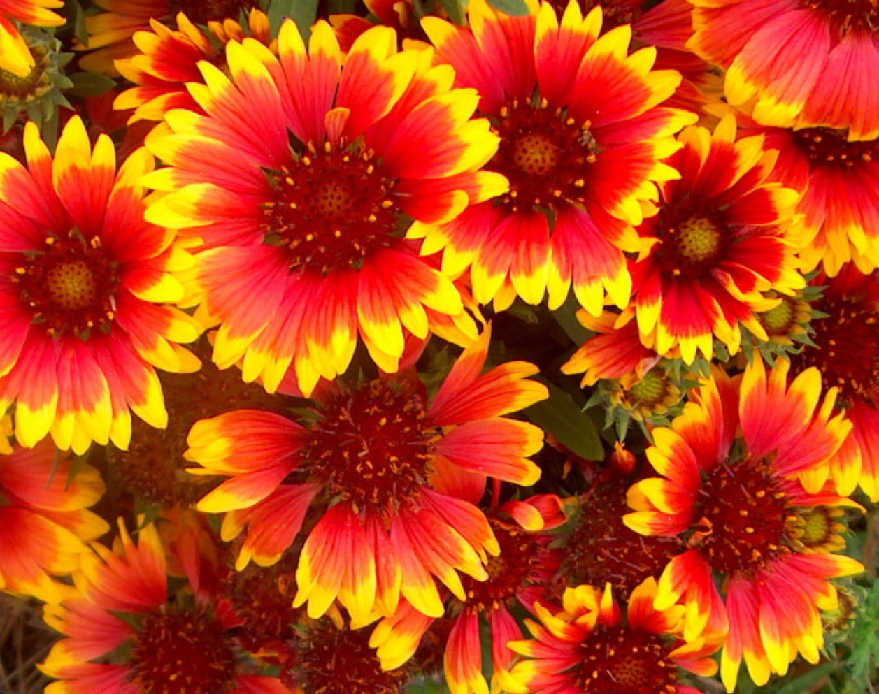 Gaillardia pulchella  / Indian Blanket