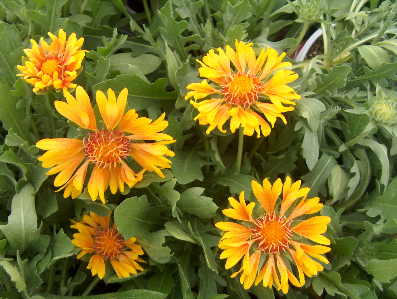 Gaillardia x grandiflora 'Oranges & Lemons' / Oranges and Lemons Blanket Flower