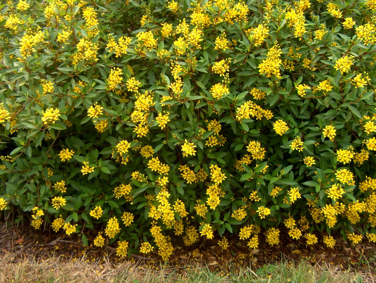 Galphimia glabra / Golden Thryallis