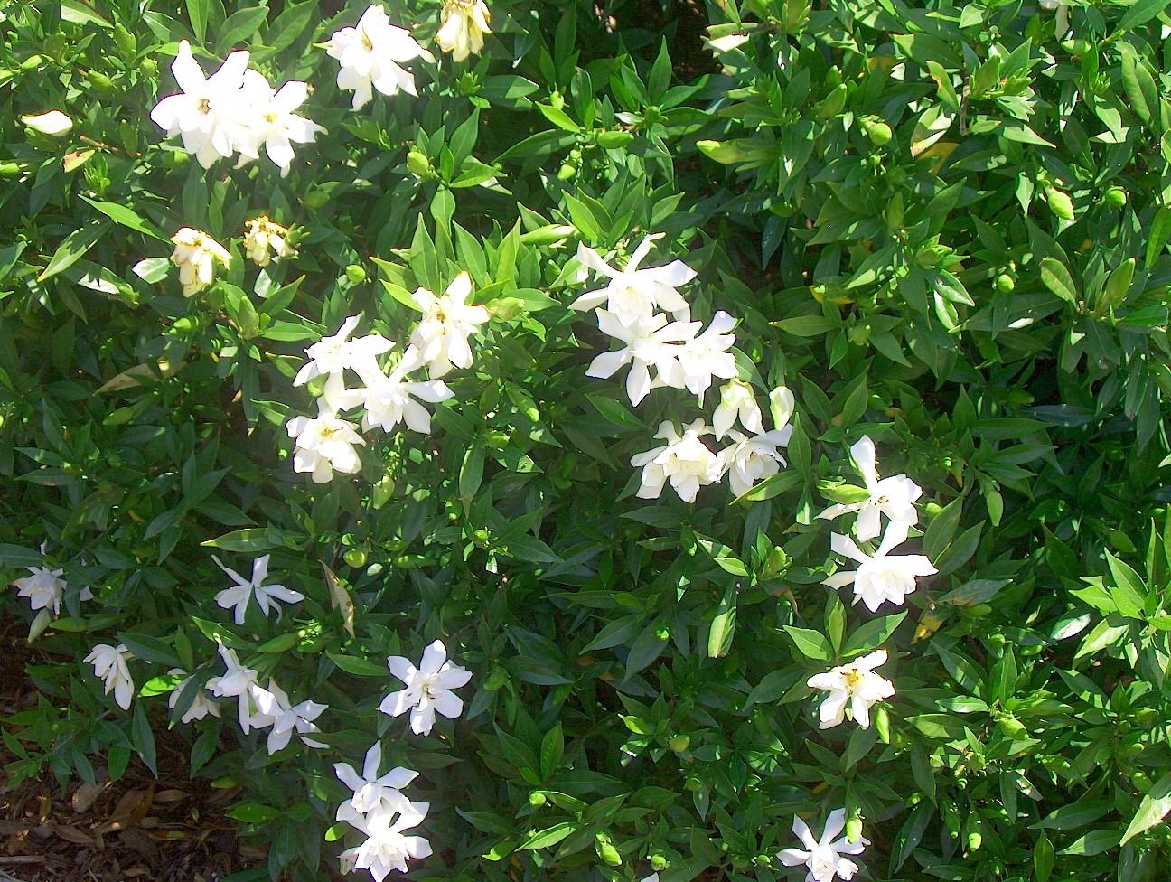 Gardenia augusta  'Frostproof'     / Frostproof Gardenia