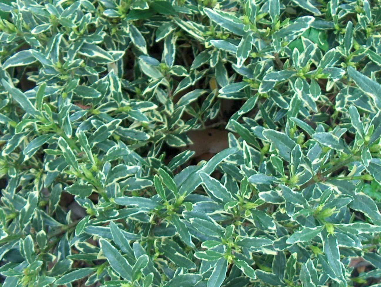 Gardenia augusta 'Radicans Variegata'   / Variegated Dwarf Gardenia