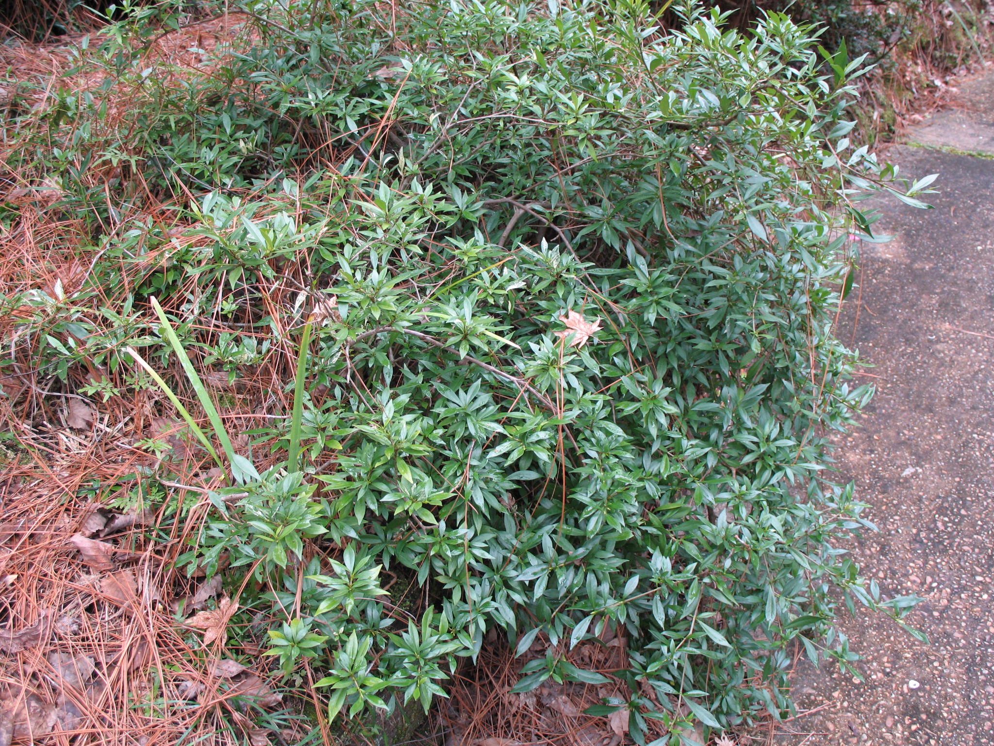 Gardenia augusta 'Radicans'   / Gardenia augusta 'Radicans'  