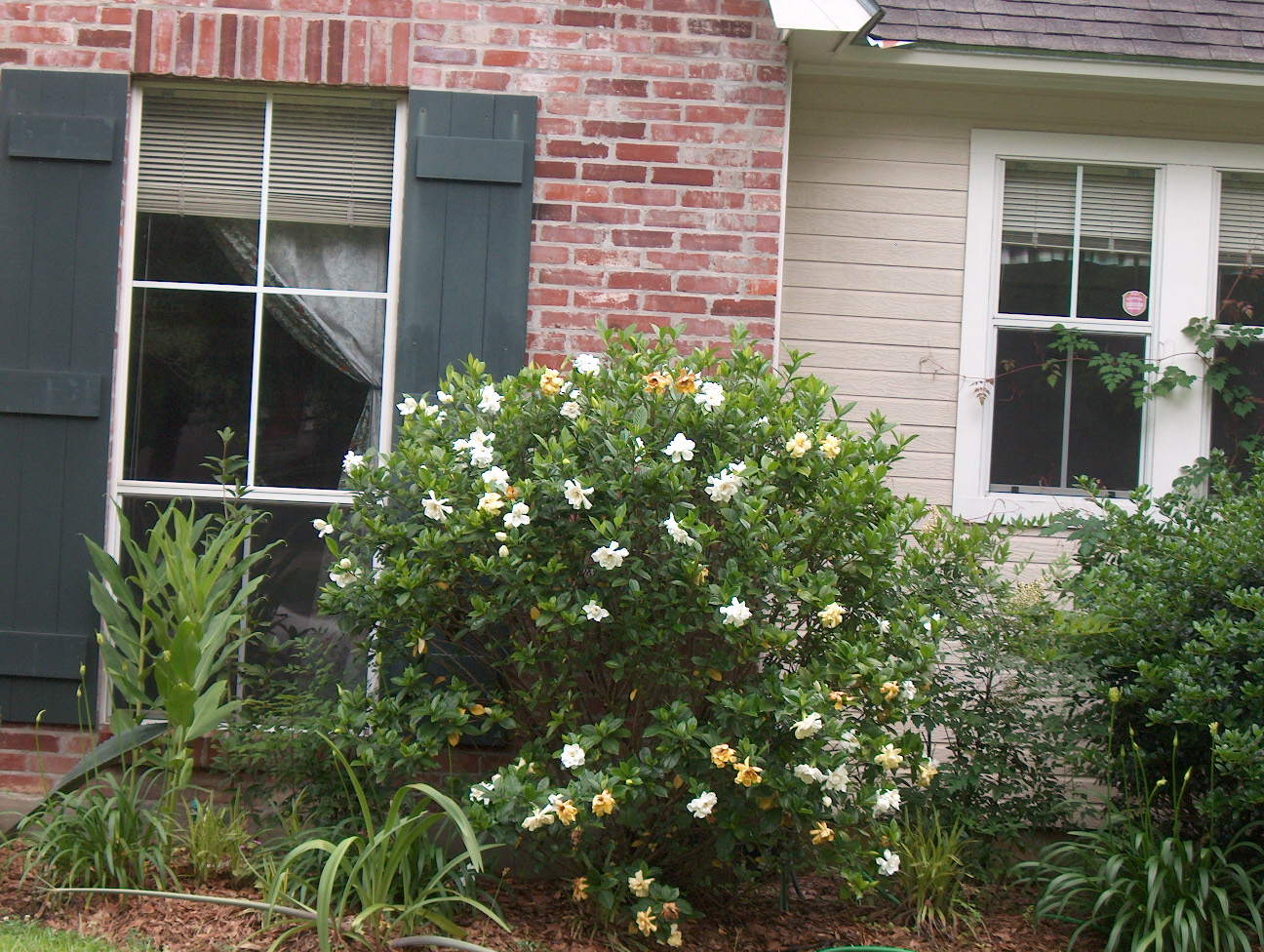 Gardenia augusta / Gardenia augusta