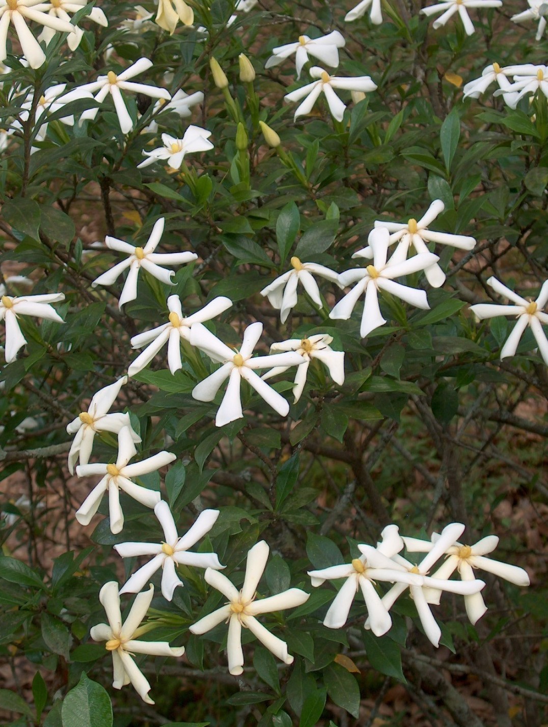 Gardenia thunbergii / Gardenia thunbergii