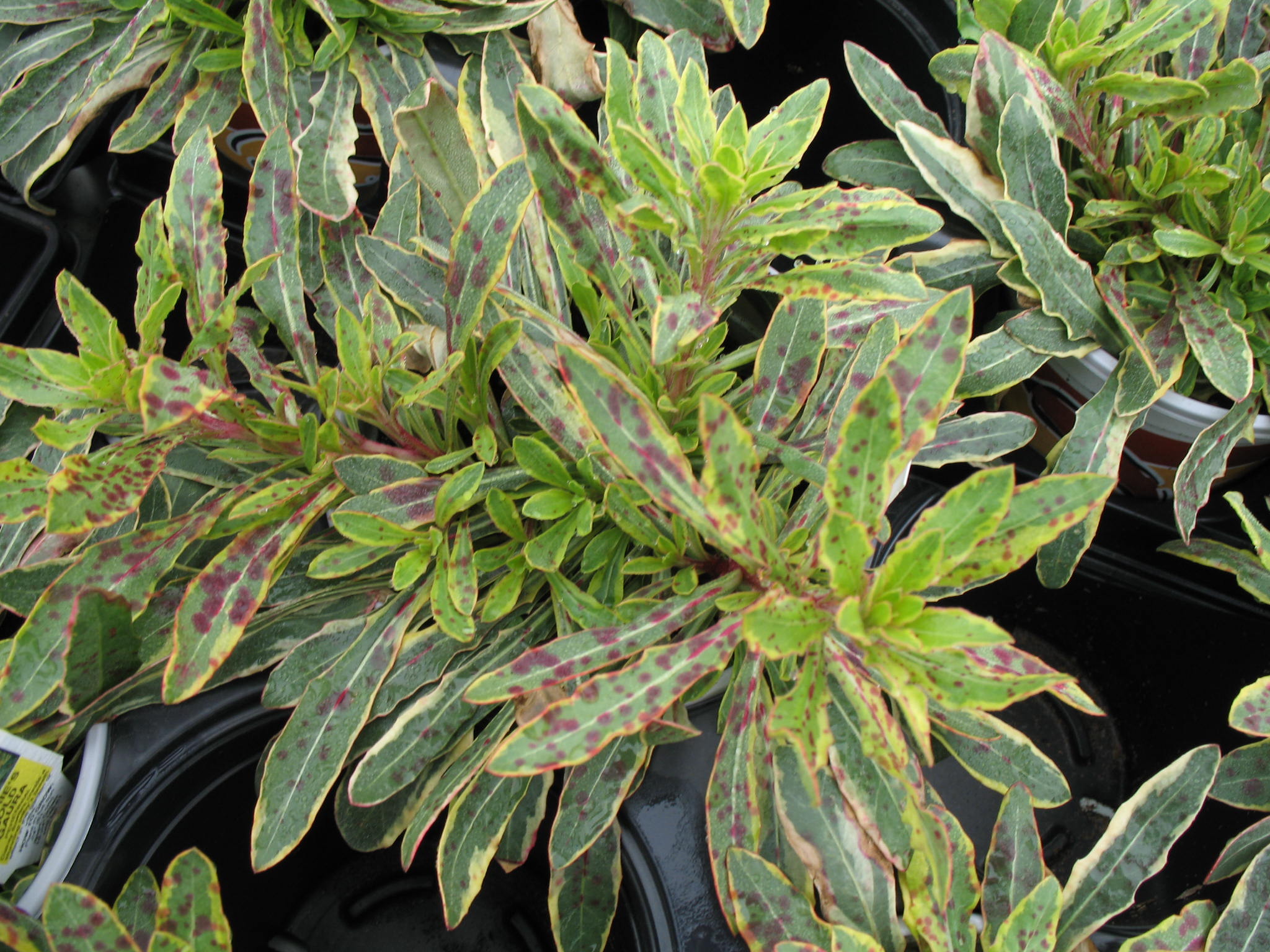 Gaura lindheimeri 'Corrie's Gold'  / Gaura lindheimeri 'Corrie's Gold' 