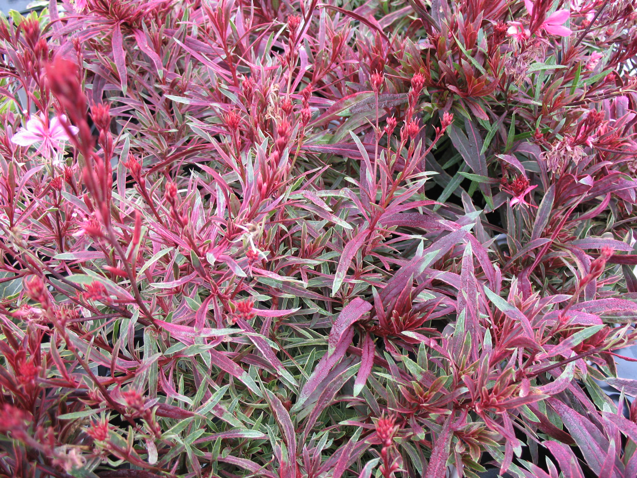 Gaura lindheimeri 'Passionate Rainbow'   / Gaura lindheimeri 'Passionate Rainbow'  