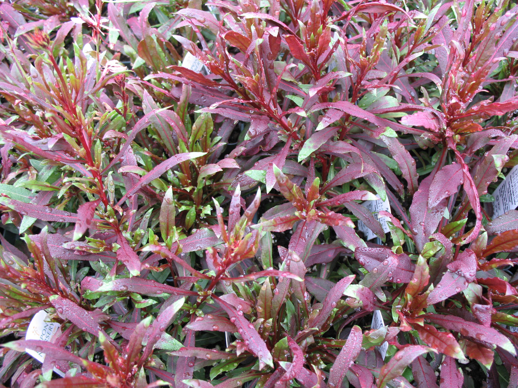 Gaura lindheimeri 'Pink Cloud'  / Pink Cloud Gaura