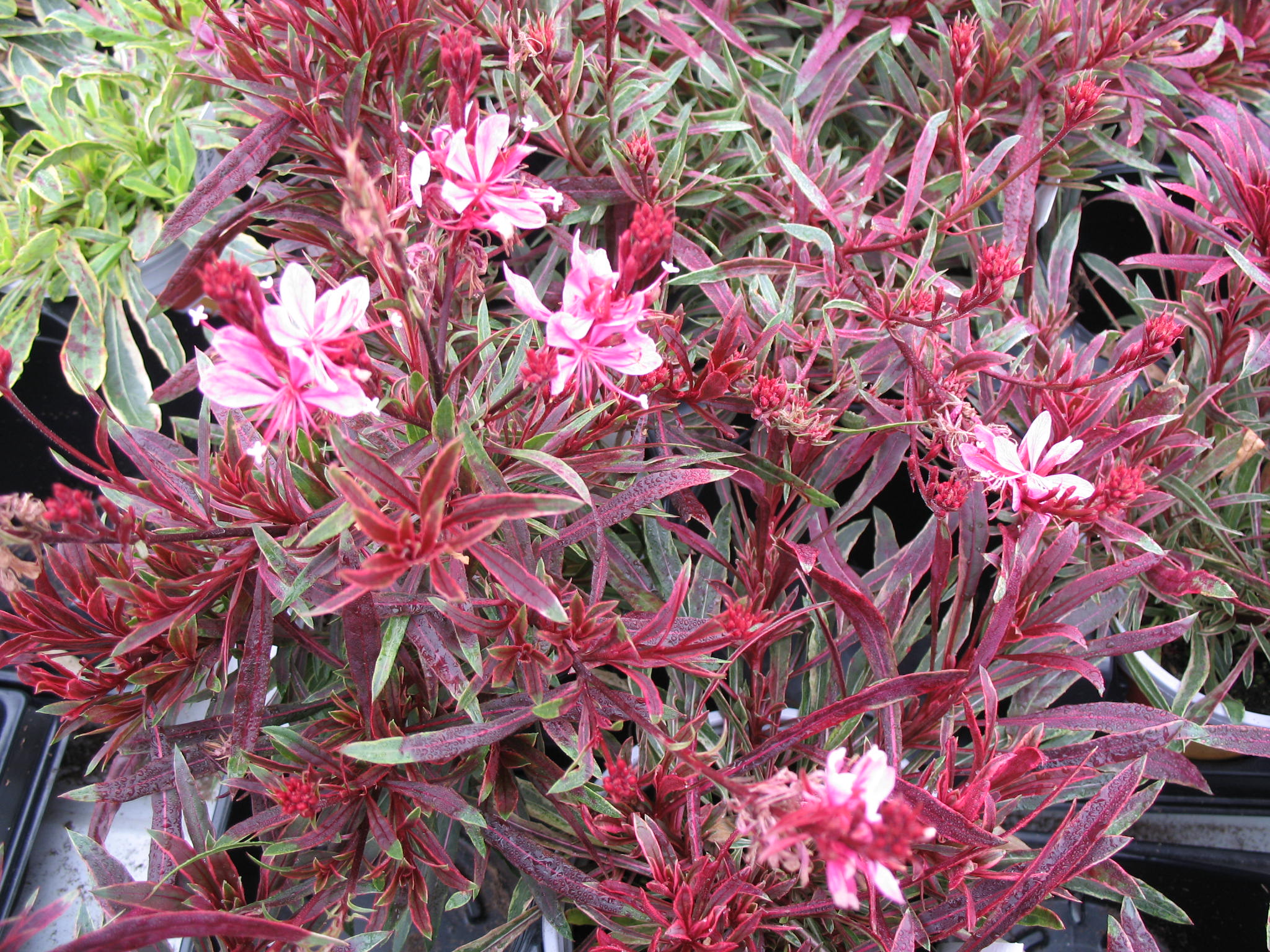 Gaura lindheimeri 'Pink Fountain'   / Pink Fountain Gaura