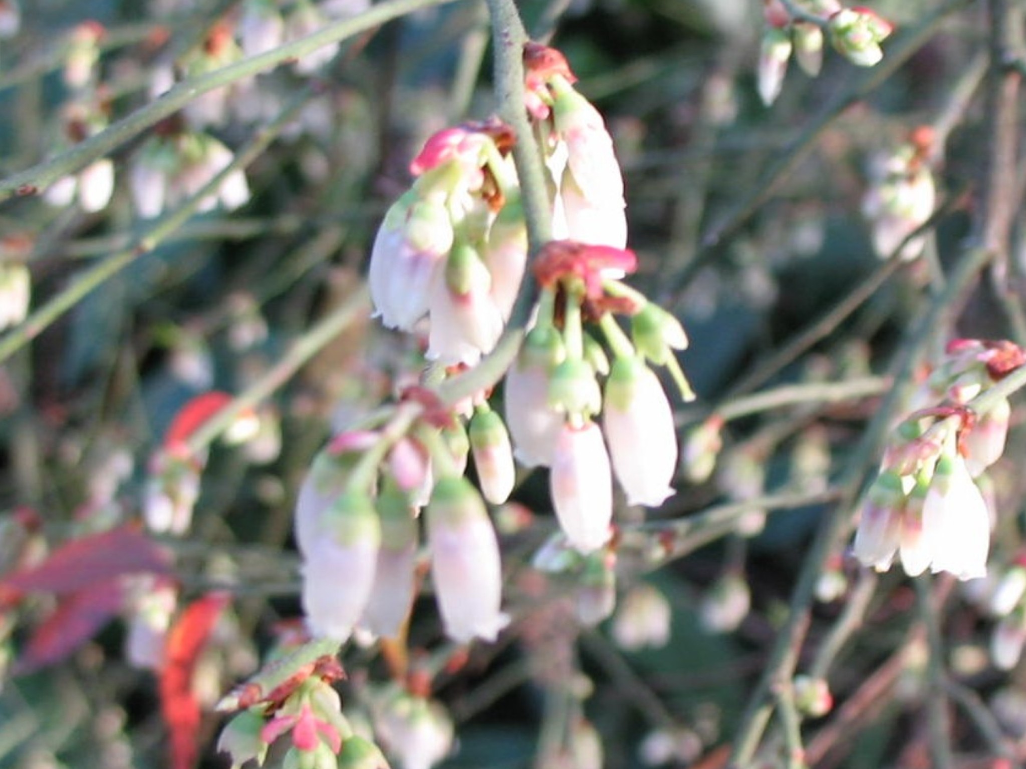 Gaylussacia dumosa / Huckleberry